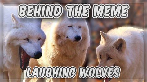 Wolves Meme Template